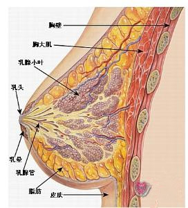 成都哪里看乳腺好?